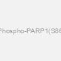 Polyclonal Phospho-PARP1(S864) Antibody